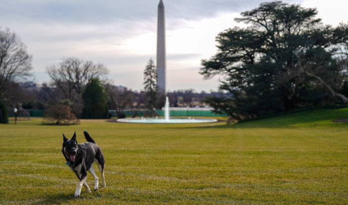 Finally: Biden’s dogs entered the White House