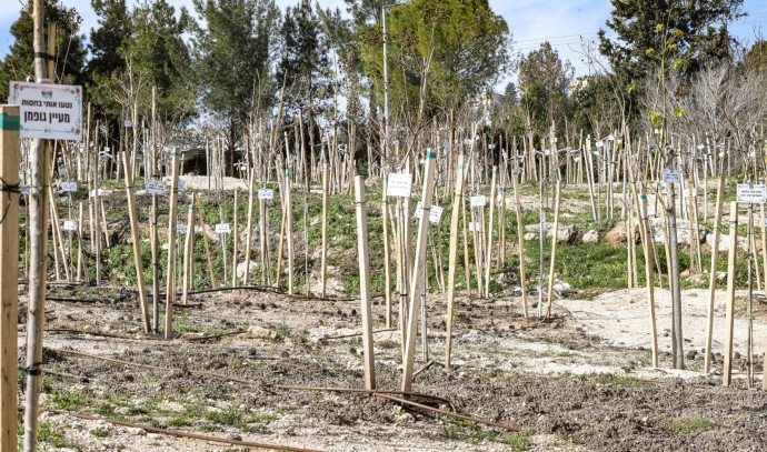 Especially in honor of Tu Bashvet: the special planting operation of the Jewish National Fund
