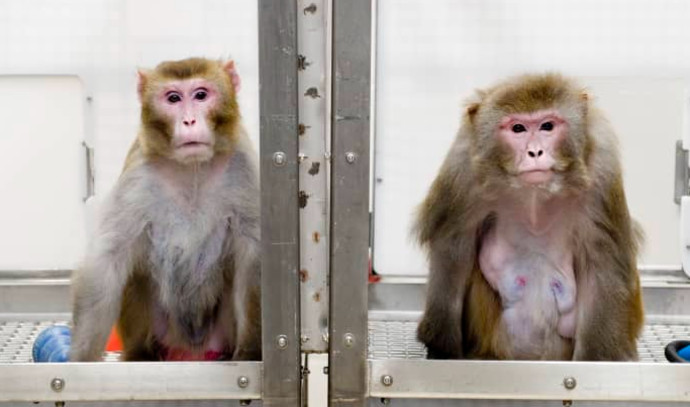 Monkeys playing computer games: Elon Musk’s crazy move