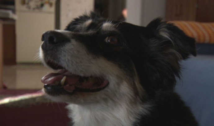 Without a hitch: the five-million-dollar Border Collie