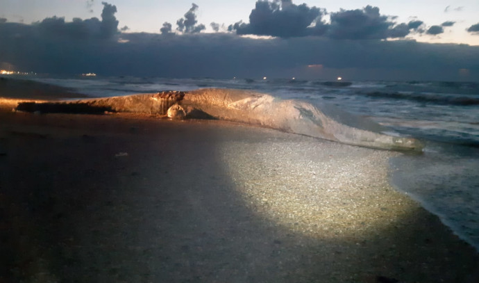 Died of an infection?  A huge whale was ejected to Nitzanim Beach