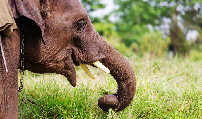 Scary Documentation: A 2-year-old father and daughter invaded the elephant cage