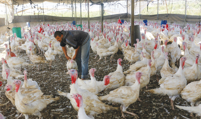 Towards another epidemic? Avian flu was discovered in a chicken coop in a kibbutz in northern Israel