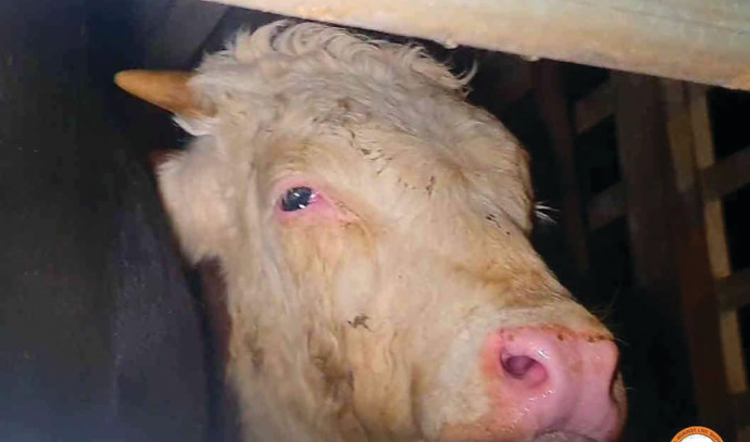 “Hundreds of animals have died”: a widespread outbreak of foot-and-mouth disease in Israel