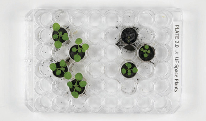 Innovative experiment: Plants grew on earth from the moon