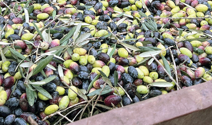 Do you like olives? 5 health benefits of the star of the Mediterranean diet