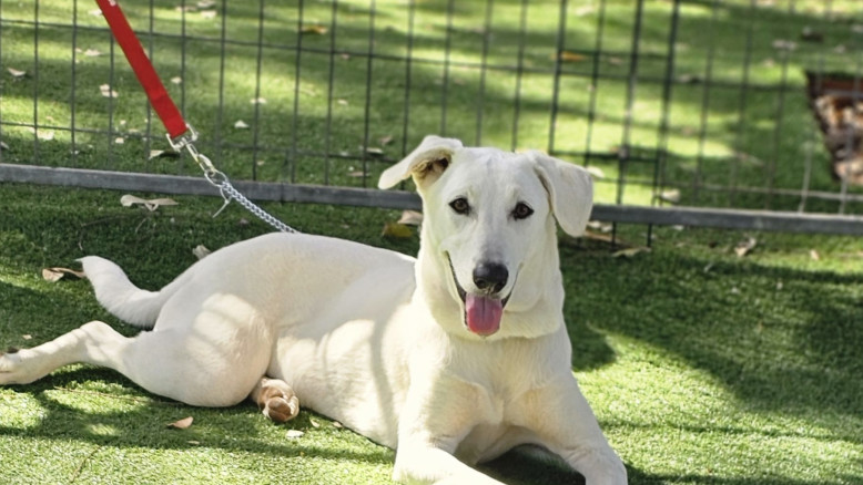 Giornata dell'Adozione a Ramat Gan: Una Seconda Chance per Centinaia di Cani in Quarantena