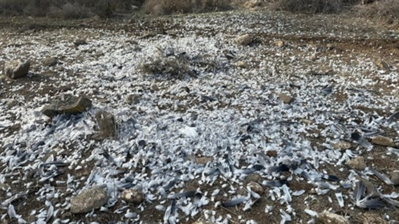 Caccia alle storki a Kadiata: la Società per la Protezione della Natura chiede un divieto temporaneo