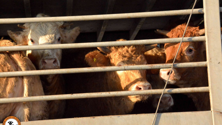 Israele: il porto di Haifa ospita oltre il 92 % delle spedizioni di animali vivi.