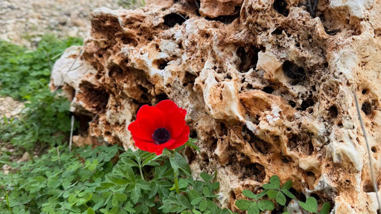 Narcisi rossi solo nel Negev: la mappa che mostra la differenza di colori in Israele