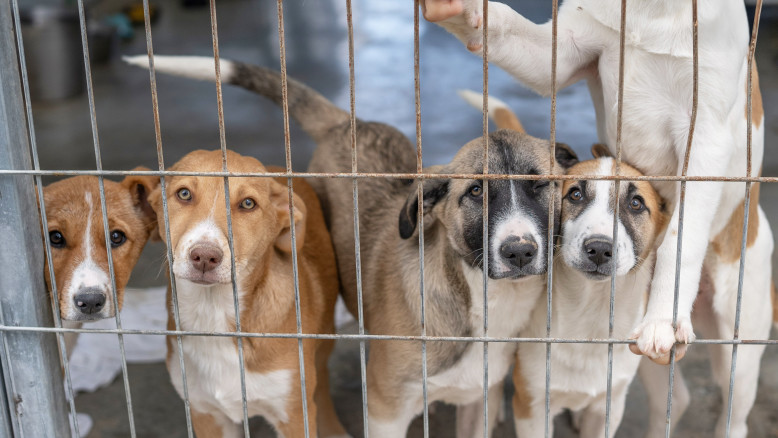 150.000 animali selvatici uccisi in un anno: la caccia sportiva in Israele cresce del 60%