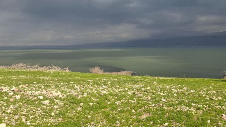 Ahal Mitzui: la pianta del deserto fiorisce per la prima volta nel nord del Mar Morto