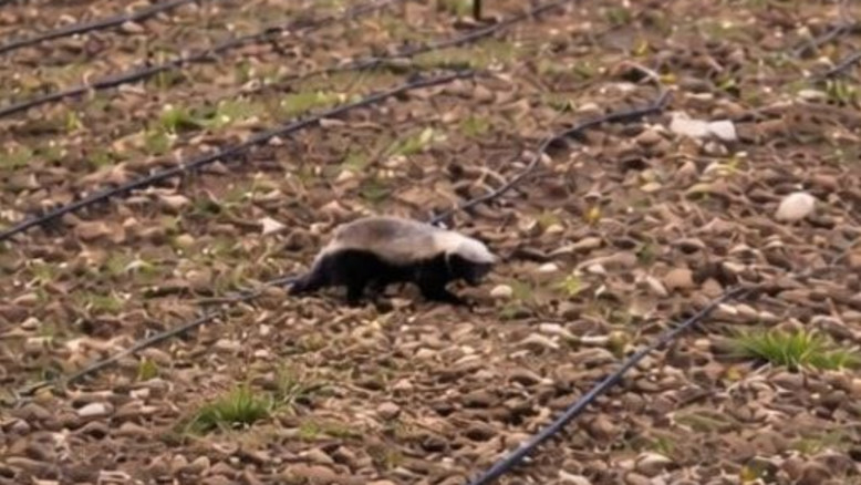 Panda d'India in Israele: video cattura raro predatore nel nord