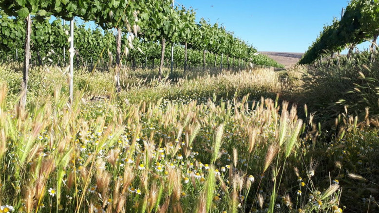 Cuando la kashrut choca con la agricultura: la nueva batalla que se libra en los viñedos | Tzur Shizaf