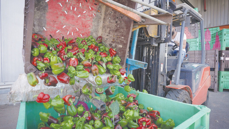 Spreco alimentare in Israele: 26 miliardi di shekel sprecati l’anno, 211 miliardi in dieci anni