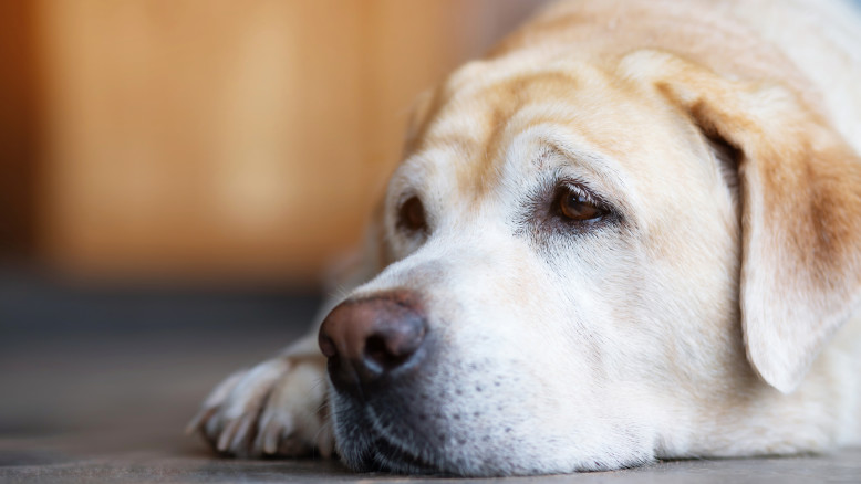 La musica classica calma cani e gatti: riduce ansia e favorisce il sonno