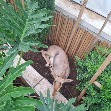 העפר שנמצא מוחזק בבית באום אל פחם (צילום: דוברות המשטרה)