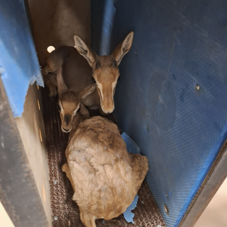 העפרים שאותרו בבית באום אל פחם (צילום: רועי רבין, רשות הטבע והגנים)