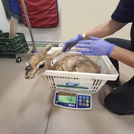 העפרים שאותרו בבית באום אל פחם (צילום: רועי רבין, רשות הטבע והגנים)