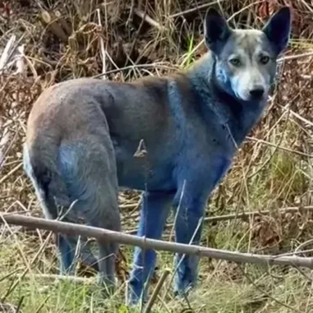 הכלבים בצ׳רנוביל - קיבלו צבע חדש לאור המחייה באזור