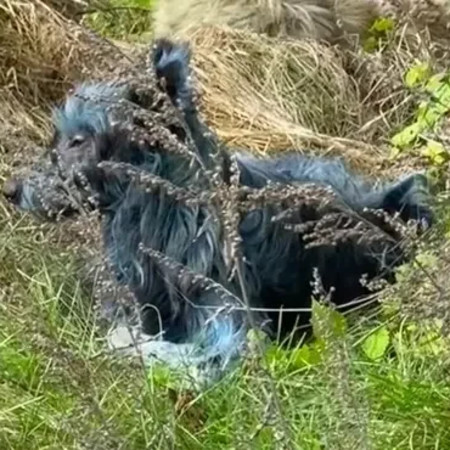 הכלבים בצ׳רנוביל - קיבלו צבע חדש לאור המחייה באזור