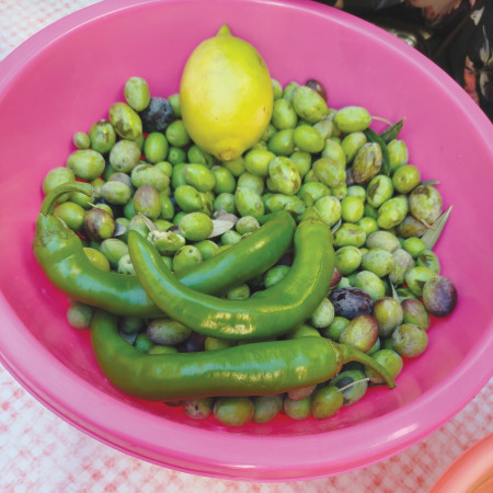 סדנת כבישת זיתים בדיר חנא