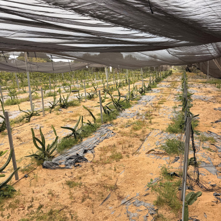 גידול פטאיה