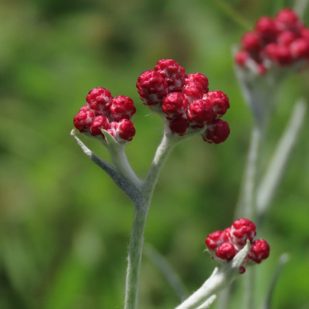 פרח דם המכבים בפארק הכרמל