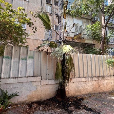 עץ הדקל שעל פי החשד הוצת ברמת גן