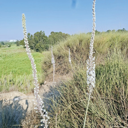 שמורת הטבע אודים