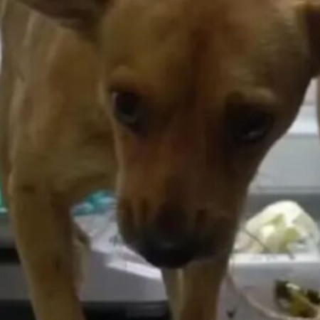 דוקי המסכן, הוא הועבר לטיפול אצל הווטרינר