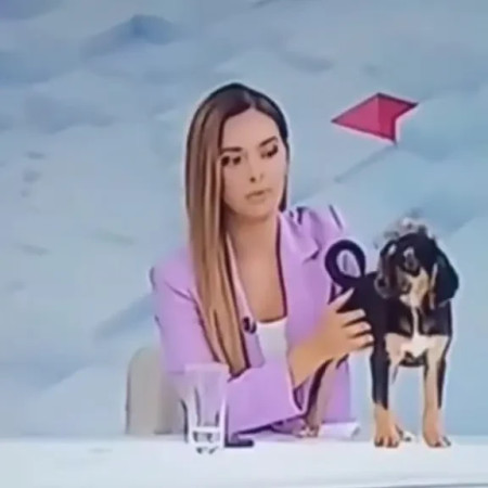 הכלב הובא לאולפן כחלק מקידום קמפיין לאימוץ בעלי חיים ו''ניצל את הבמה''