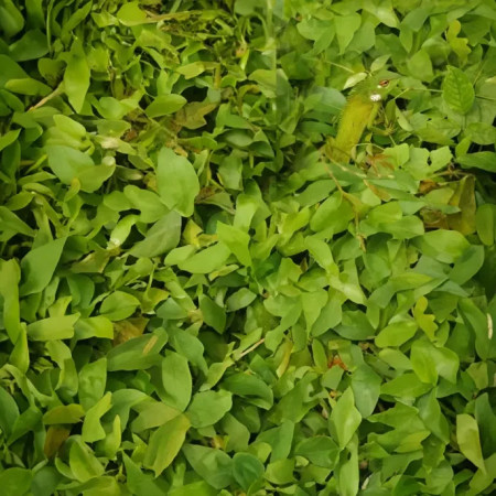 יכולים למצוא את הזיקית שבתמונה?