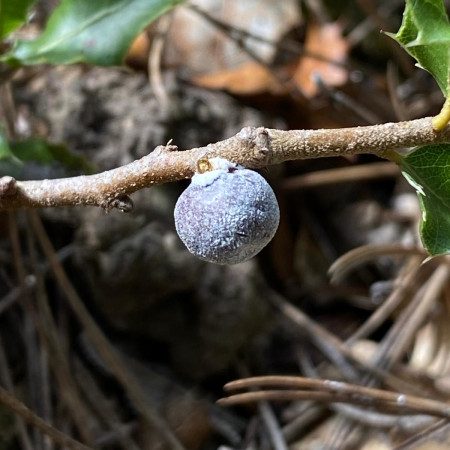 כנימת האלון kermes vermilio על עץ אלון השני