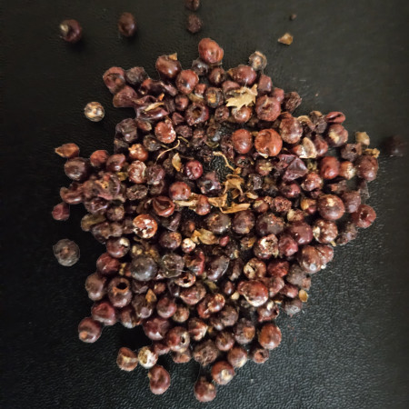 כנימות האלון kermes vermilio