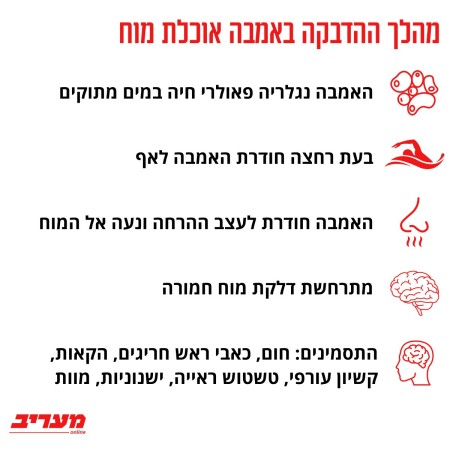 מהלך ההדבקה באמבה (צילום: מעריב אונליין)