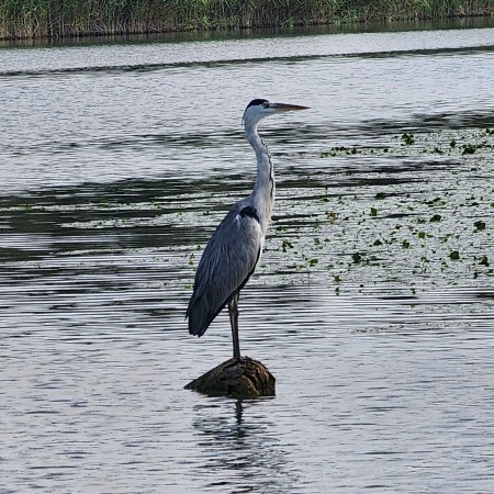 האנפה היא חלק בלתי נפרד ממיני הציפורים שבאגם