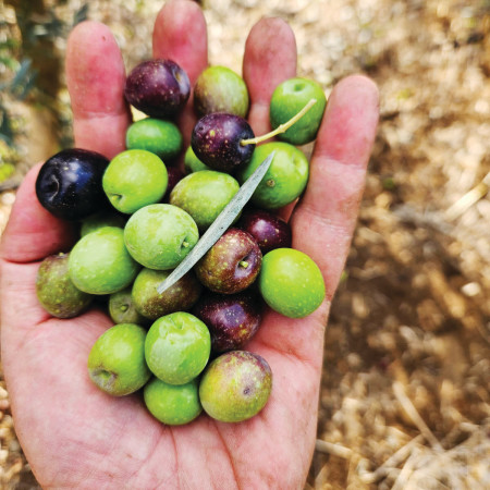 מסיק בכרמי גולן (צילום: שמן כרמי גולן )