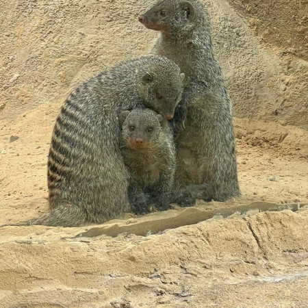 נמיות מתחממות יחד במדבריום 