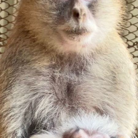 פרש אדום במדבריום 