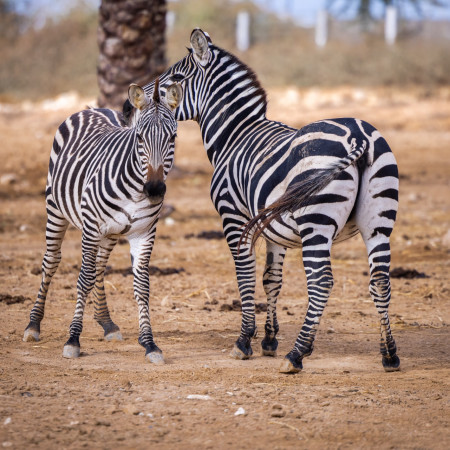  הזברה ג'רי בצד ימין