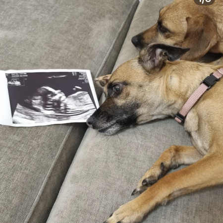 נועה כסיף חושפת הריון ראשון (צילום: צילום מסך אינסטגרם)