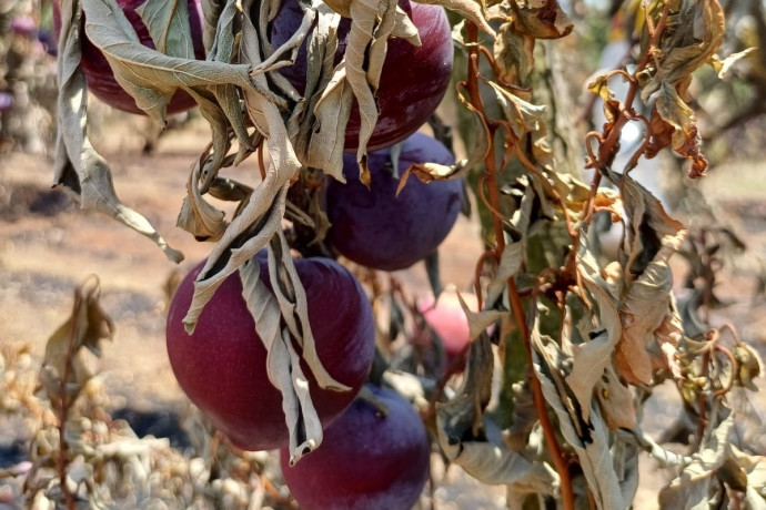 Combattere lo spreco alimentare in Israele: il piano per salvare 27 miliardi di shekel all'anno
