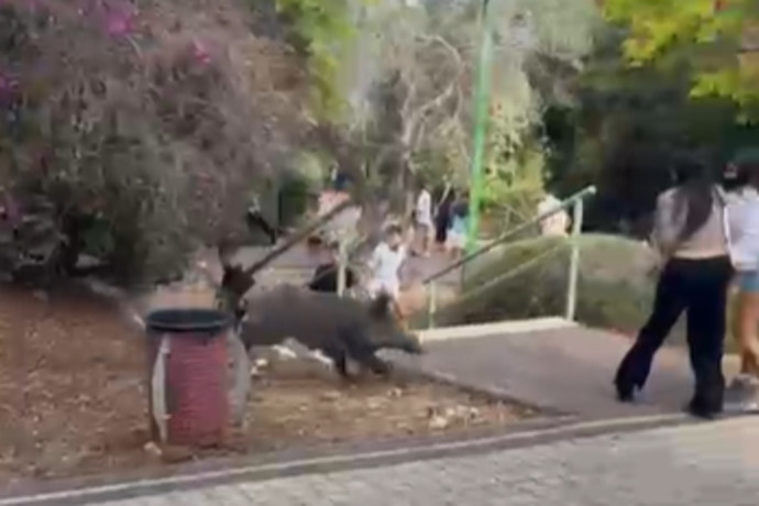Incidente a Scuola: Due Studenti Feriti da Due Cinghiali Fuggiti all'Interno dell'Istituto