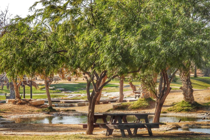 המדבר קם לתחייה: פחות משעתיים נסיעה מהמרכז - ותרגישו בעולם אחר לגמרי