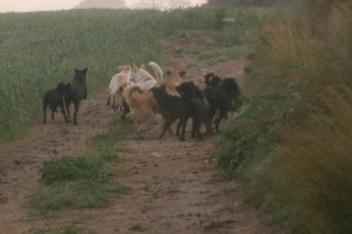 Israele Investe 4,5 Milioni di Shekel per Migliorare la Vita dei Cani Randagi