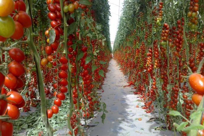 טעם שיחזיר אתכם לילדות: כך תגדלו עגבניית "וויטני" בגינה שלכם