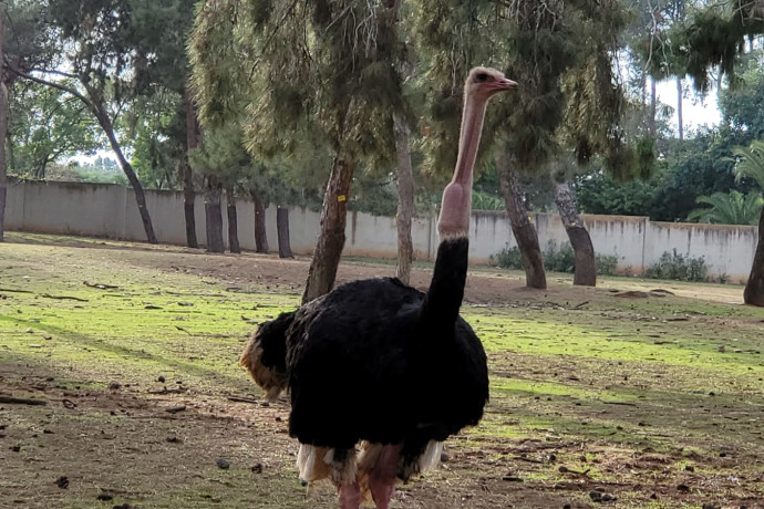 Yac in fuga a Ramat Gan: la sicurezza degli animali e degli esseri umani in discussione dopo l'insolito evento
