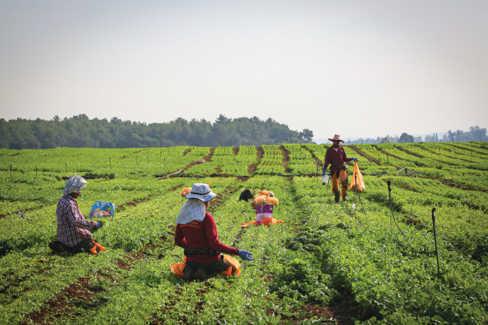 "Rinascita agricola nel Negev: 45 milioni di shekel investiti nel recupero dell'agricoltura nella regione di Tachuma"