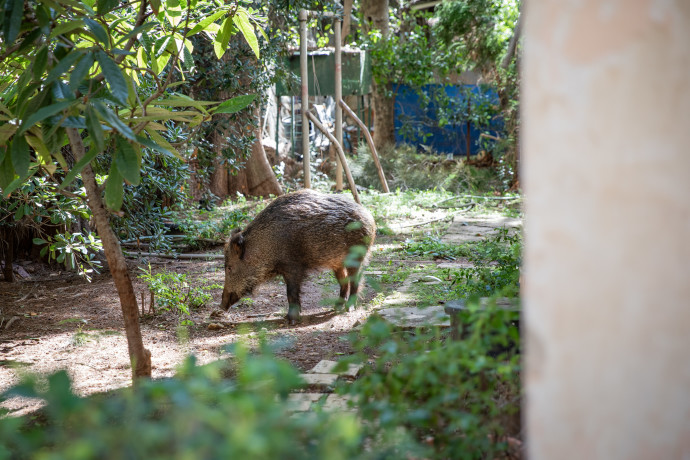 אישה נלכדה עם חזיר בר בפארק השכונתי - והותקפה באכזריות